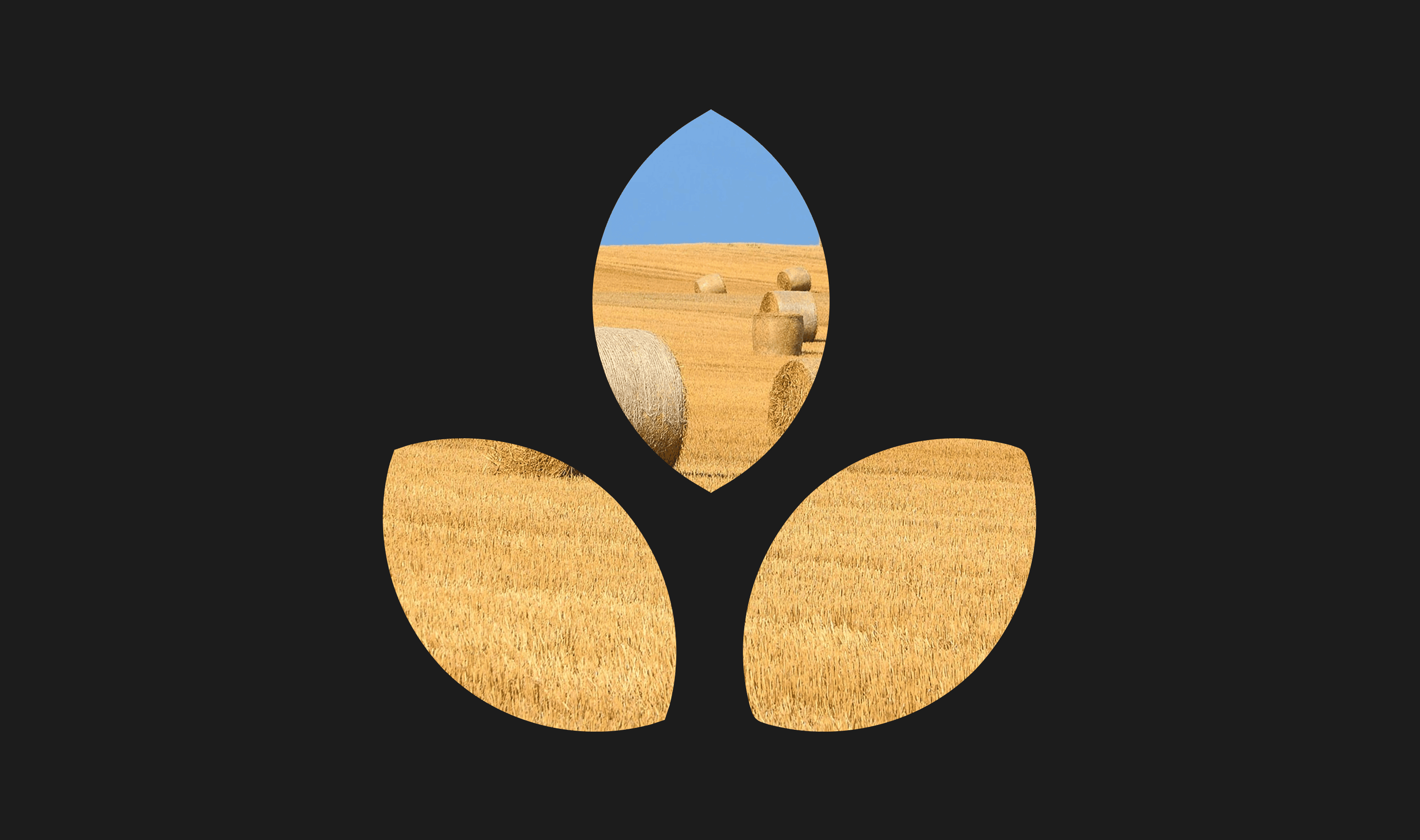 Identity System & Website Design – image 5