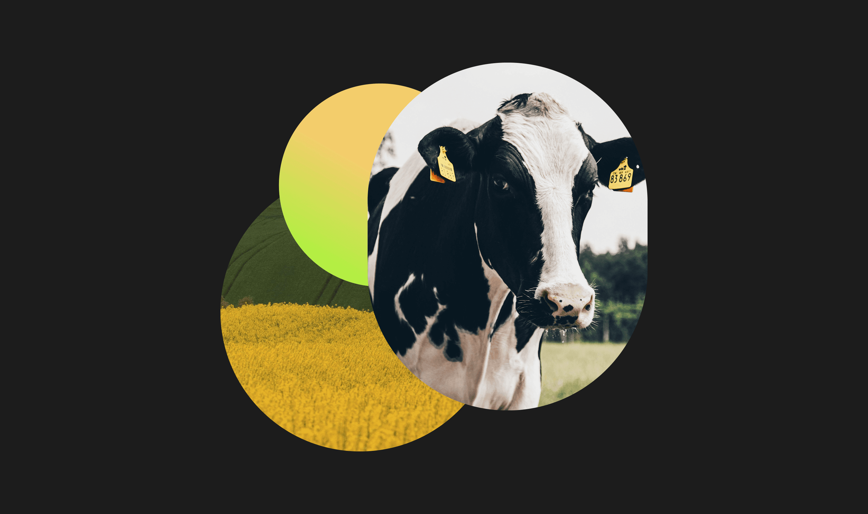 Identity System & Website Design – image 7